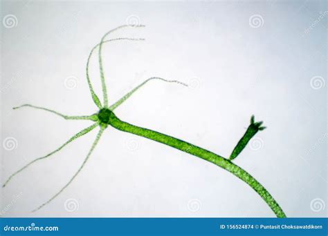  Feather Hydra! A Tiny Aquatic Creature that Exhibits Both Colonial and Solitary Behavior