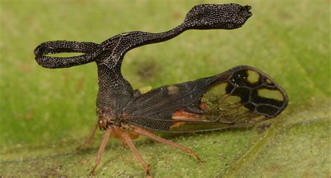  Geophilea! 지구 속의 놀라운 벌레, 당신이 모르는 다리의 신비