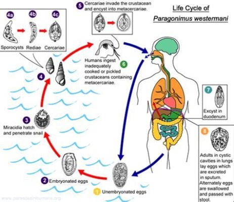   Japanese Lung Fluke:  The Parasitic Mastermind That Calls Your Lungs Home!