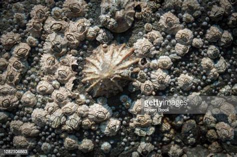  Limpet, a Tiny Architect with an Iron Grip on Coastal Rocks!