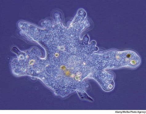  Olympus Amoeba: Can This Microscopic Mastermind Actually Predict the Future?