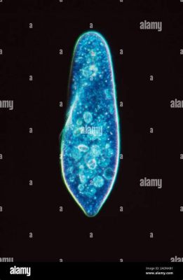  Paramecium! A Tiny Creature With Hair-Like Cilia and Remarkable Swimming Abilities