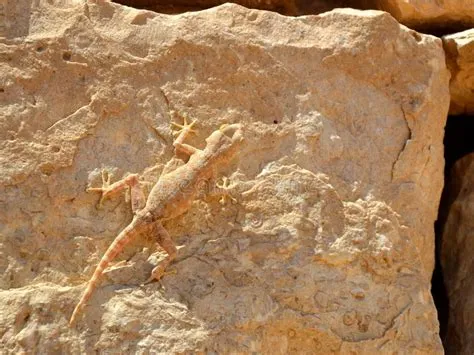  Xantus’s Gecko: An Ancient Reptile with Remarkable Camouflage Abilities Lives in Desert Environments!