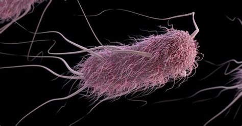  Diplomocystis! A Tiny Traveler With A Mighty Flagellum Navigating The Waters