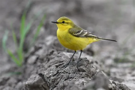   새의 세계에 숨겨진 보물!  Yellow Wagtail은 정말 날갯짓으로 펼쳐지는 노란색 멜로디인가요?