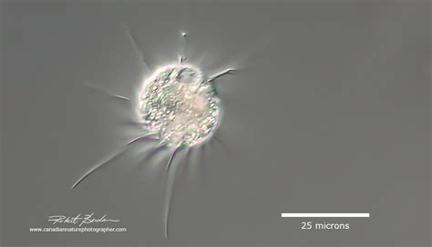  Kinetoplastida는 섬세한 움직임을 보이는 편모충의 일종인가요?