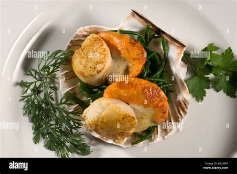  Queen Scallop! 🐚 A Surprisingly Delicate Deep-Sea Dweller with Intricate Shell Patterns