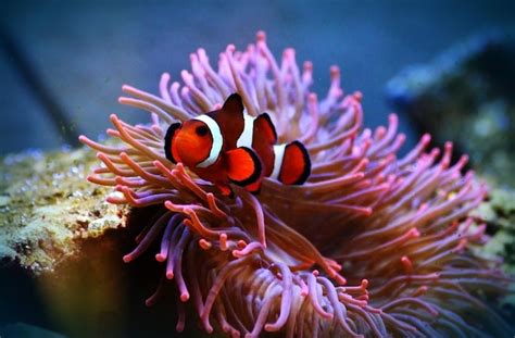  말벌 anemones: 잠자는 해양 동물의 자연스러운 색깔과 매혹적인 모습을 갖춘 생명체!