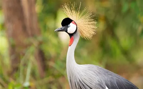   Uganda Cranes are Majestic Water Birds Known for their Elegant Grace and Striking Black and Grey Plumage!