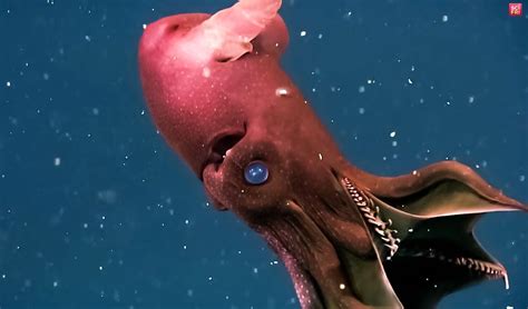   Vampire Squid: Can This Mysterious Cephalopod Really Drink Blood?