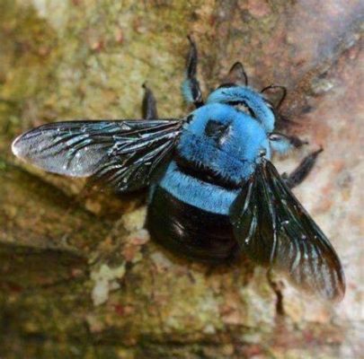  Xylocopa 푸른빛의 나무 속 정직한 목수! 벌처럼 날개를 가졌지만 목재공과 같은 능력을 지닌 신비로운 곤충