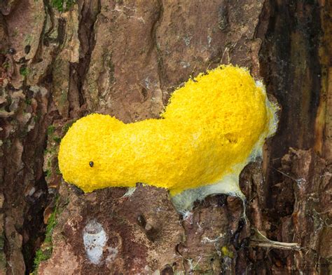  Yellow Mold Slime! What are the Secrets Behind This Fascinating Amoeboid Organism?